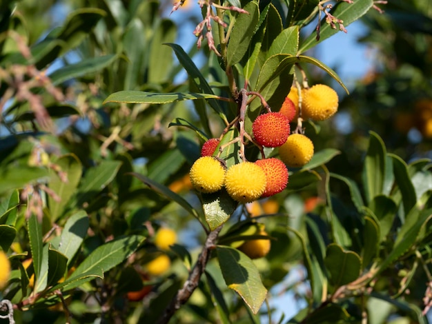 Albero da frutto della fragola in Liguria, Italia