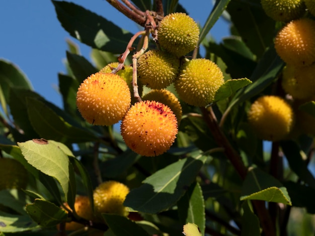 Albero da frutto della fragola in Liguria, Italia