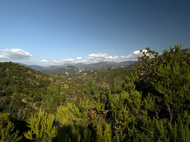 Albero da frutto della fragola in Liguria, Italia