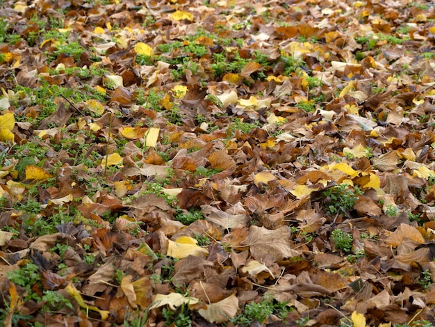 Albero da frutto di cachi e foglie in autunno