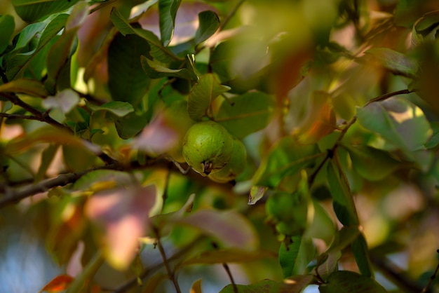 Albero da frutto di guava in un giardino tropicale biologico, frutta cruda di guava fresca e sana nella fattoria di guava.