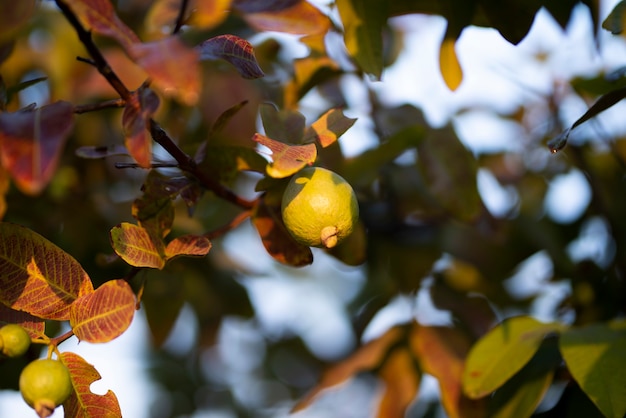 Albero da frutto di guava in un giardino tropicale biologico, frutta cruda di guava fresca e sana nella fattoria di guava.