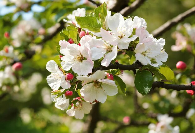 Albero da frutto in fiore in primavera nel giardino