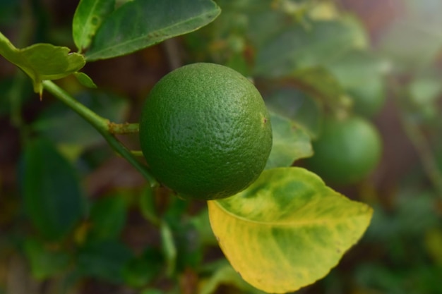 Albero da frutto limone cibo foglia agrumi natura lime ramo agricoltura foglie arancio fresco sano pianta tropicale primo piano giardino organico verde noce maturo naturale isolato salute