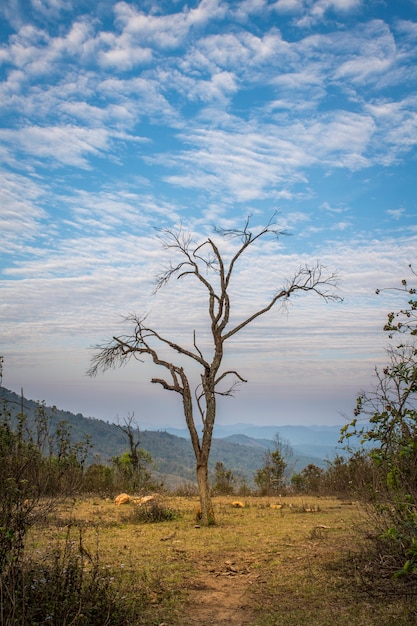 albero da solo con un bel cielo