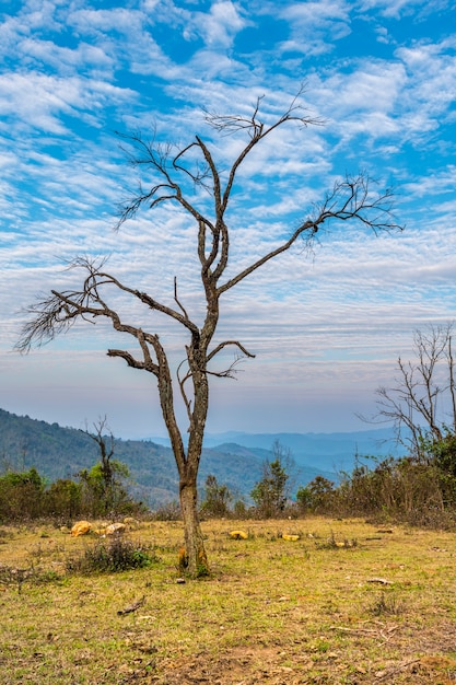 albero da solo con un bel cielo