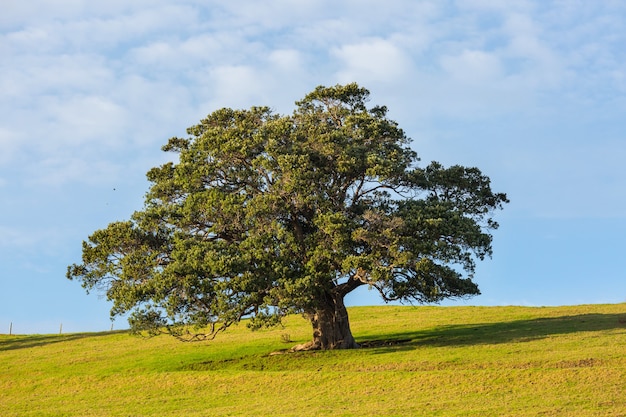 Albero da solo in campo verde