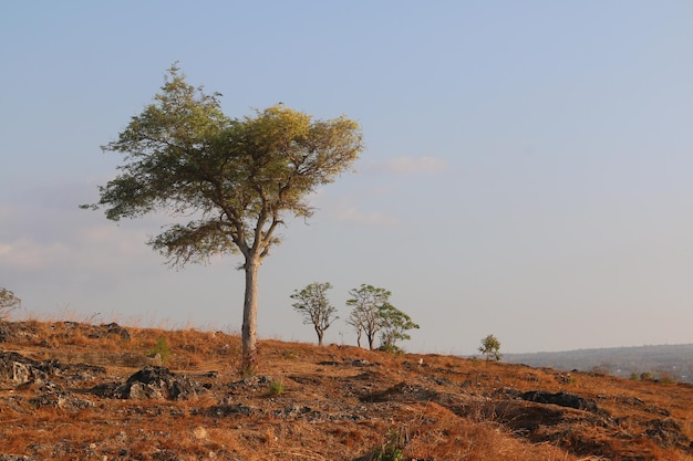 albero da solo nel campo autunnale