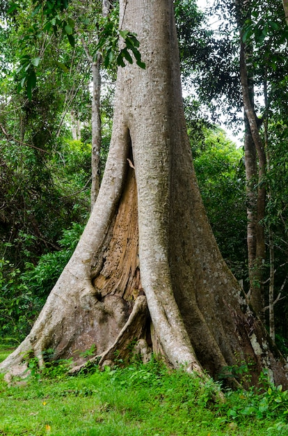 Albero da solo sul giardino verde