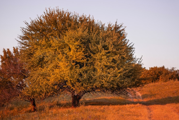 Foto albero da solo sul prato al tramonto. solitario bellissimo albero autunnale. luogo idilliaco per una vacanza rurale autunnale.