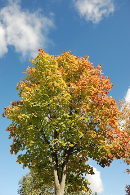 Albero dai colori autunnali