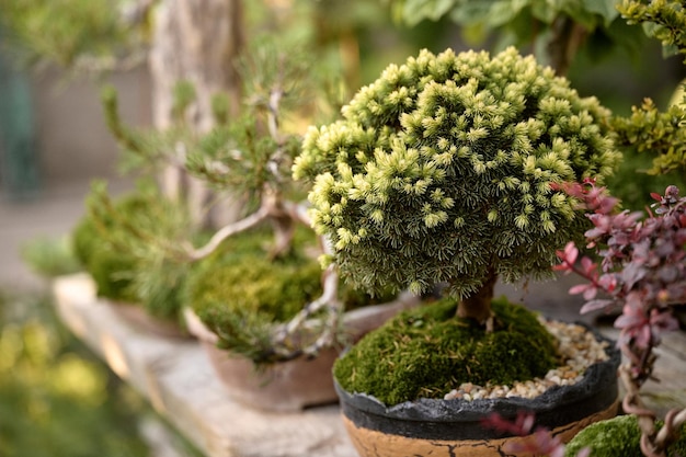Albero dei bonsai che cresce in una pentola fuori in un giardino