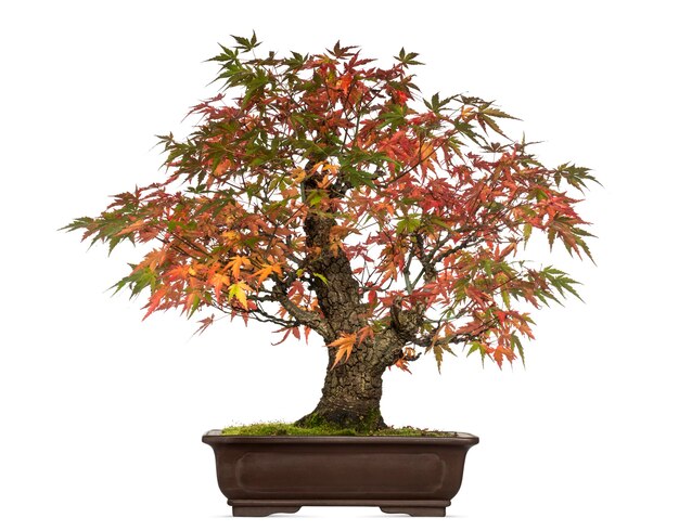 Albero dei bonsai di Acer japonicum, isolato su bianco