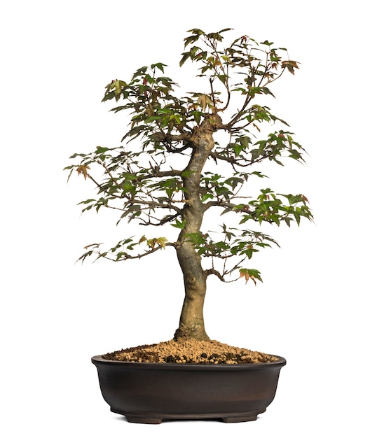 Albero dei bonsai di acero, isolato su bianco