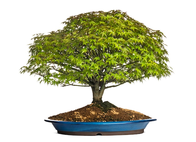 Albero dei bonsai di acero, isolato su bianco