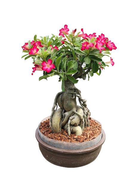 Albero dei bonsai di Adenium nel dipinto del vaso dei bonsai