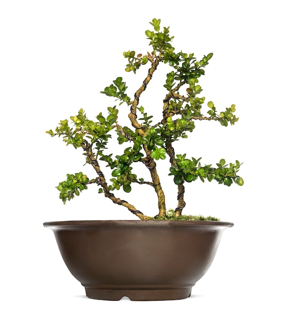 Albero dei bonsai di Buxus, isolato su bianco