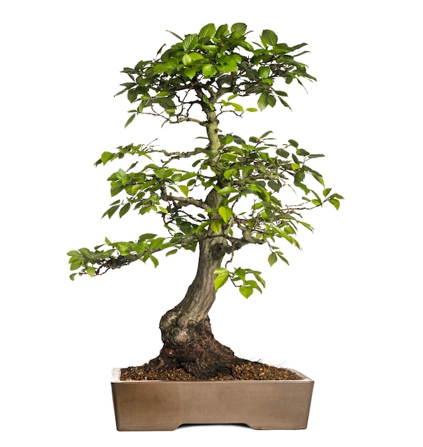 Albero dei bonsai di carpini, Carpinus, isolato su bianco