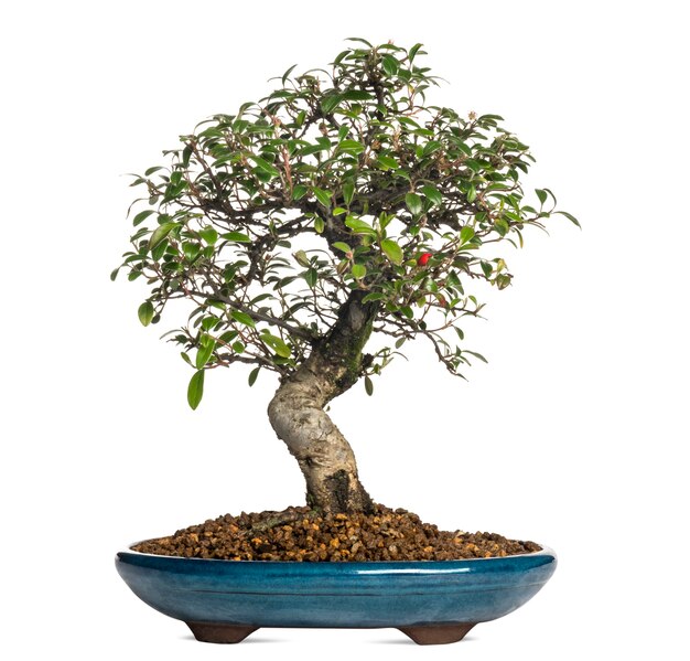 Albero dei bonsai di Cotoneaster, isolato su bianco