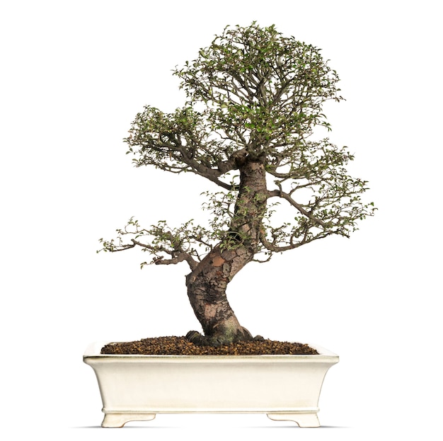 Albero dei bonsai di olmo, ulmus, isolato su bianco