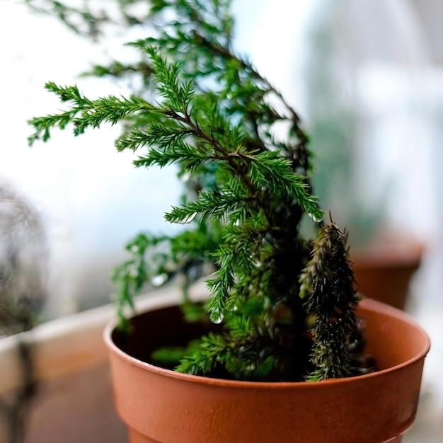 Albero dei bonsai in un vaso di fiori