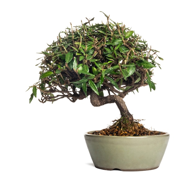 Albero dei bonsai, isolato su bianco