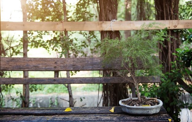 Albero dei bonsai nel giardino della decorazione del piatto di ceramica