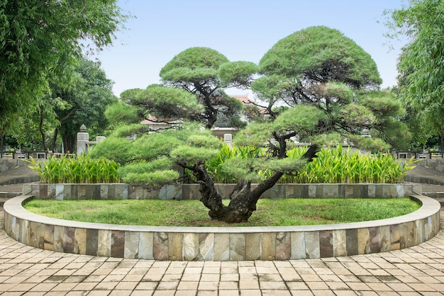 Albero dei bonsai sul parco