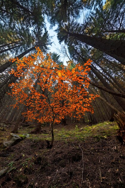 Albero dei colori dell'autunno