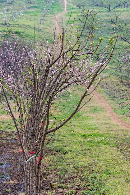 Albero dei fiori di ciliegio sulla collina.