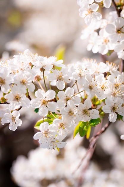 Albero dei fiori di ciliegio