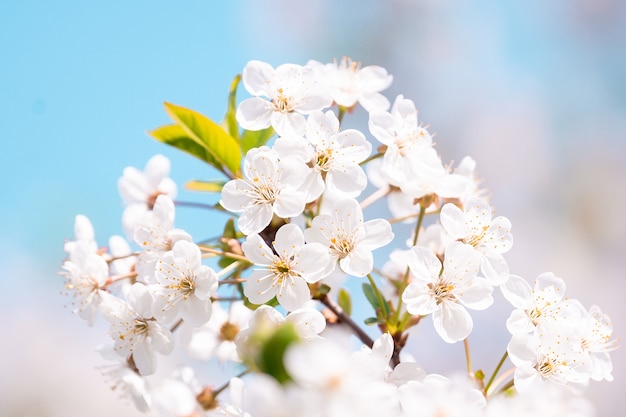 Albero dei fiori di ciliegio