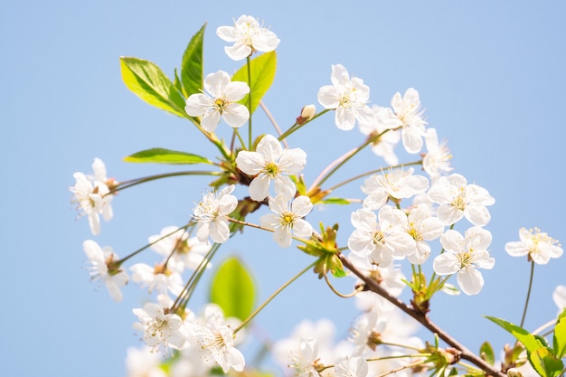 Albero dei fiori di ciliegio