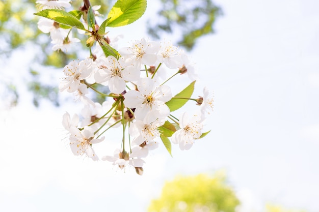 Albero dei fiori di ciliegio