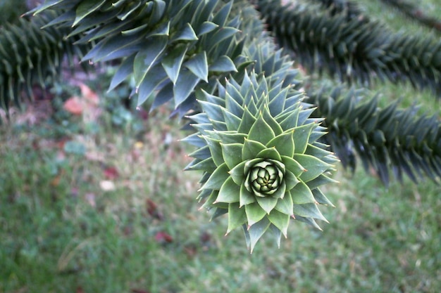 Albero dei puzzle delle scimmie Araucaria araucana