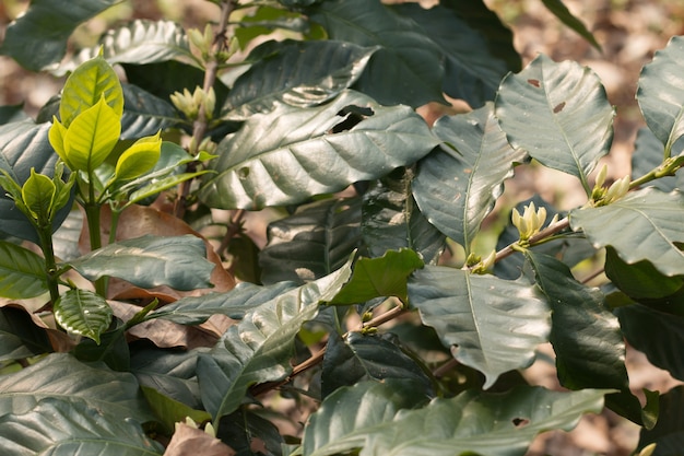 Albero del caffè in fiore