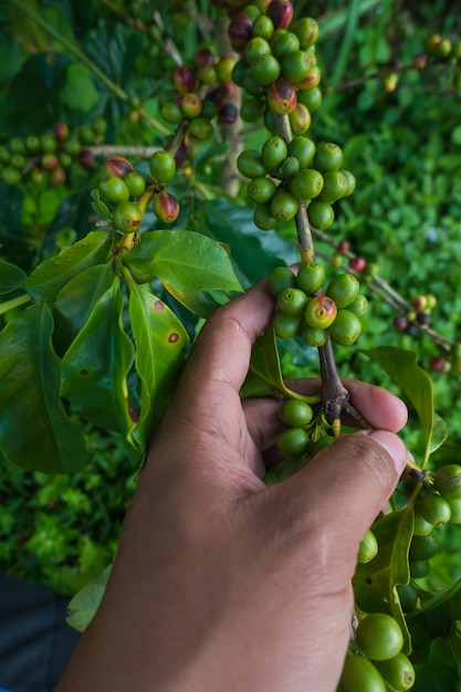 albero del caffè