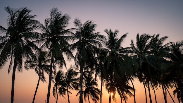 Albero del cocco con il cielo di tramonto sulla spiaggia in Tailandia