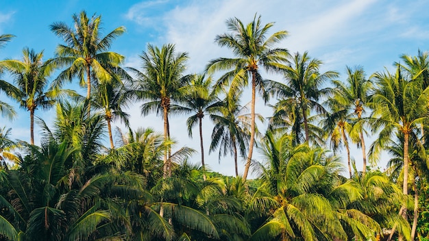 Albero del cocco con il cielo sulla spiaggia.