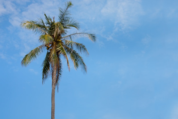 Albero del cocco con la priorità bassa del cielo blu.