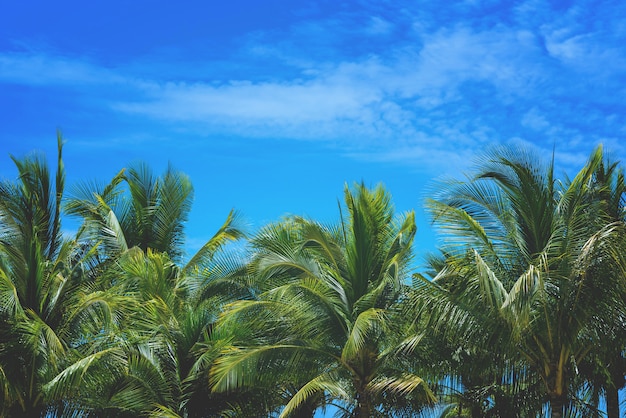 Albero del cocco e natura del cielo al fondo del mare con lo spazio della copia.