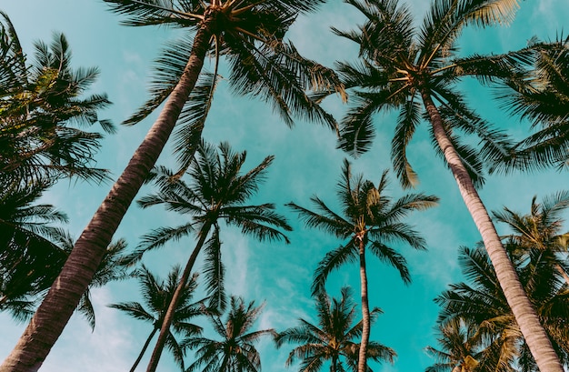 Albero del cocco sulla spiaggia della Tailandia, cocco con il cielo della sfuocatura