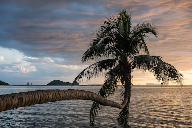 Albero del cocco sulla spiaggia e sul fondo del cielo blu