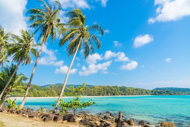 Albero del cocco sulla spiaggia e sul mare