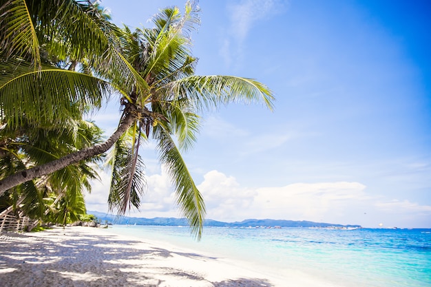 Albero del cocco sulla spiaggia sabbiosa bianca