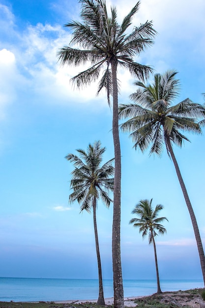 Albero del cocco sulla spiaggia sabbiosa