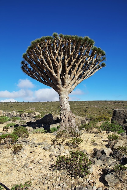 Albero del drago Albero del sangue sull'altopiano di Homhil Isola di Socotra Oceano Indiano Yemen