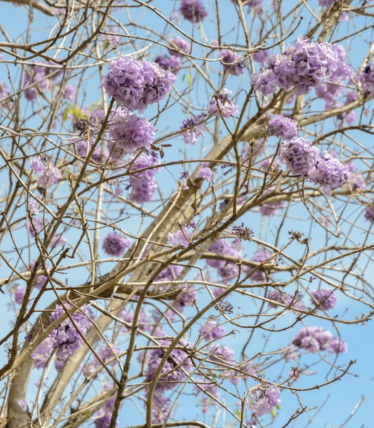 Albero del Jacaranda con il fiore lilla in cielo blu