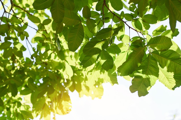 Albero del ramo, foglia verde sul fondo di luce solare del cielo blu nel giorno di estate dell'albero della foresta tropicale