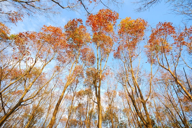 Albero del ramo